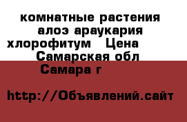 комнатные растения алоэ араукария хлорофитум › Цена ­ 100 - Самарская обл., Самара г.  »    